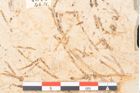Foto (Detailansicht) von Myrica lignitum Unger (NHMW-GEO-2024-0188-4044)